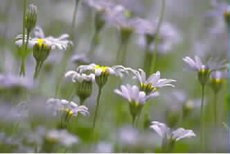 Wild Flower Arrangements